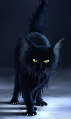 各品种猫图片 9077)