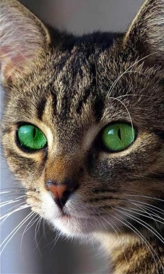 各品种猫图片 9076)