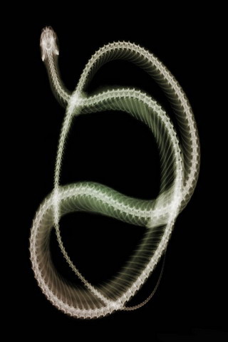 黑色透视iPhone4壁纸 10963)