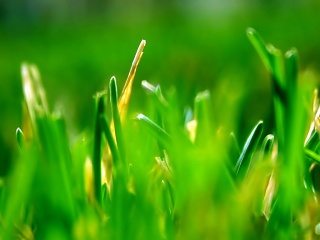 尽显春天的美，绿叶与花的绽放 11163)