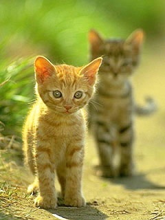可爱小猫咪壁纸 12026)