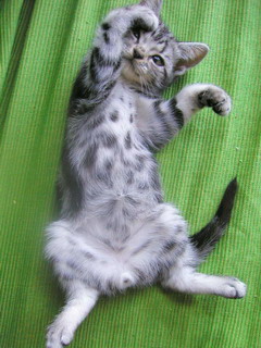 猫咪手机壁纸 12038)