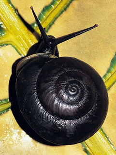 可爱小蜗牛 12075)