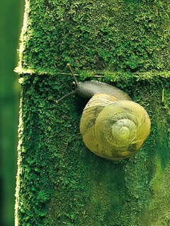 可爱小蜗牛 12077)