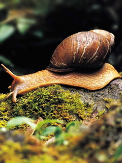 可爱小蜗牛 12076)