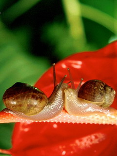 可爱小蜗牛 12074)