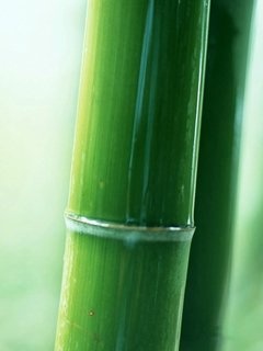 绿色竹子壁纸 12089)