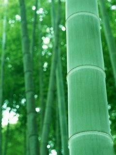 绿色竹子壁纸 12088)