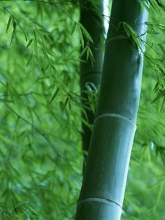 绿色竹子壁纸 12090)