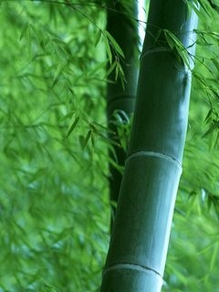 绿色竹子壁纸 12086)