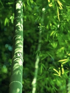 绿色竹子壁纸 12087)
