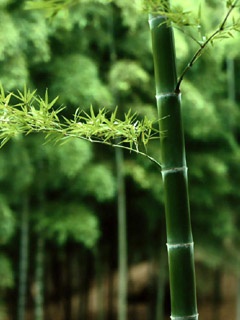 绿色竹子壁纸 12084)