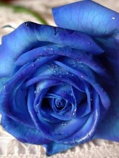 迷人漂亮的花朵 12218)