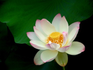 荷花图片 14833)