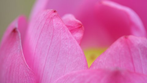 PSP壁纸-粉红色荷花图 14838)