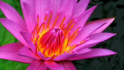 PSP壁纸-粉红色荷花图 14841)