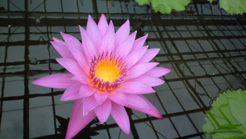 PSP壁纸-粉红色荷花图 14842)