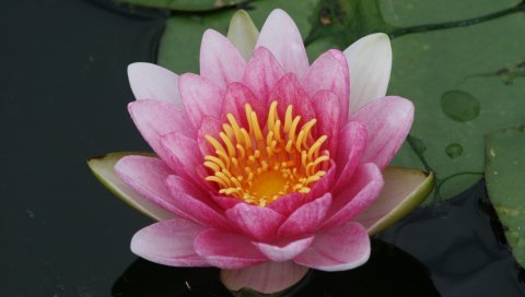 PSP壁纸-粉红色荷花图 14845)