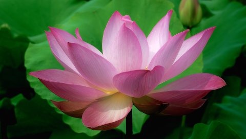 PSP壁纸-粉红色荷花图 14839)