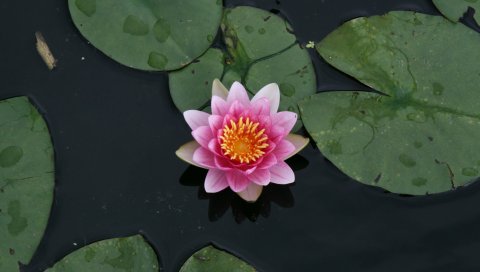 PSP壁纸-粉红色荷花图 14843)
