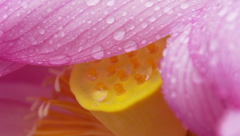 PSP壁纸-粉红色荷花图 14844)