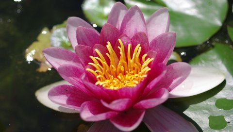 PSP壁纸-粉红色荷花图 14840)