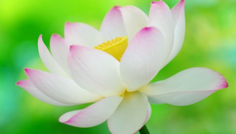 美丽的荷花PSP壁纸 14848)