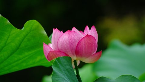 美丽的荷花PSP壁纸 14853)