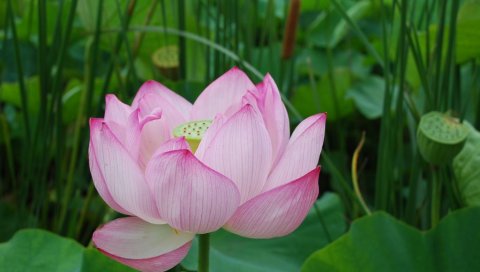 美丽的荷花PSP壁纸 14852)