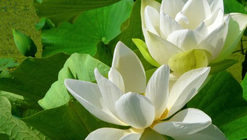出污泥而不染-漂亮的白莲花 14863)