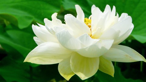出污泥而不染-漂亮的白莲花 14859)