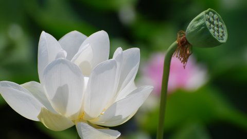 出污泥而不染-漂亮的白莲花 14858)