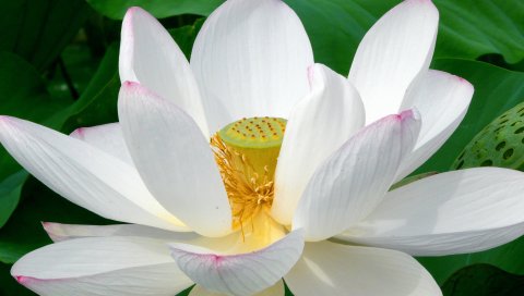 出污泥而不染-漂亮的白莲花 14861)