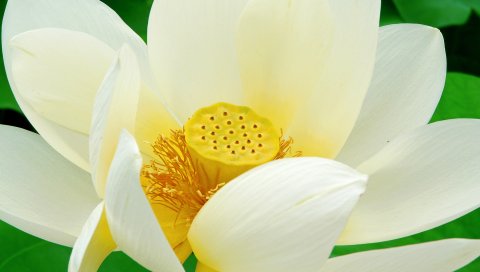 出污泥而不染-漂亮的白莲花 14864)