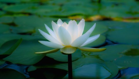 出污泥而不染-漂亮的白莲花 14856)