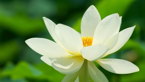 出污泥而不染-漂亮的白莲花 14855)