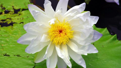 出污泥而不染-漂亮的白莲花 14857)
