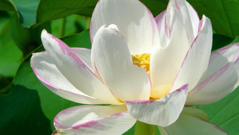 出污泥而不染-漂亮的白莲花 14862)