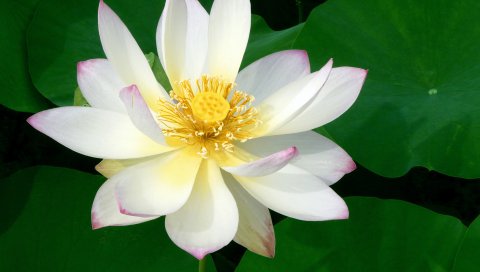 出污泥而不染-漂亮的白莲花 14860)