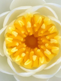 白雏菊花图辑二 15713)