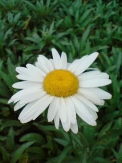 白雏菊花图辑二 15712)
