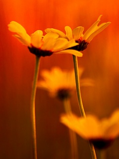 温馨黄色雏菊花图辑三 15726)