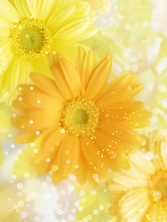 温馨黄色雏菊花图辑三 15724)