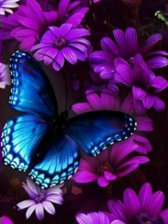 紫色雏菊花图辑四 15736)