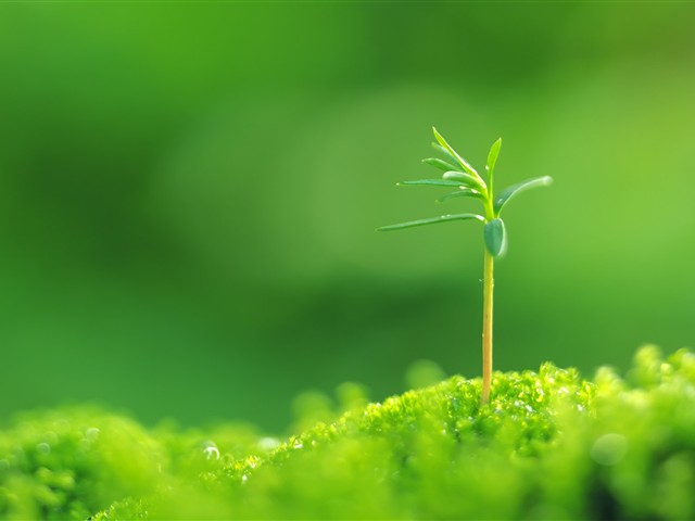 绿色植物嫩芽摄影美图 17466)