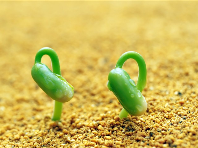 绿色植物嫩芽摄影美图 17468)