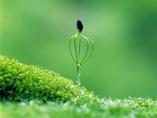绿色植物嫩芽摄影美图 17472)