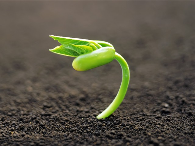 绿色植物嫩芽摄影美图 17471)