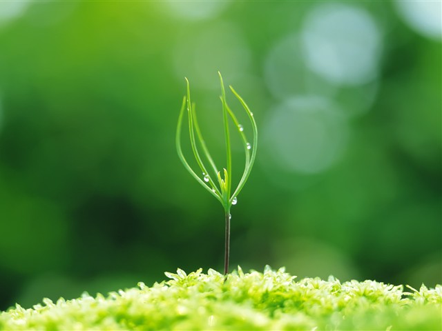 绿色植物嫩芽摄影美图 17464)