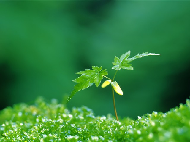 绿色植物嫩芽摄影美图 17467)